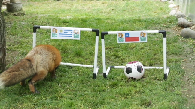 "Zincha" realizó su último pronóstico antes del retiro