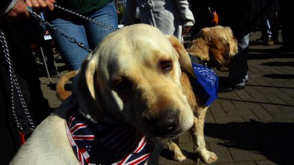 Conoce el plan que cuidará a los perros durante la Entel Maratón de Santiago