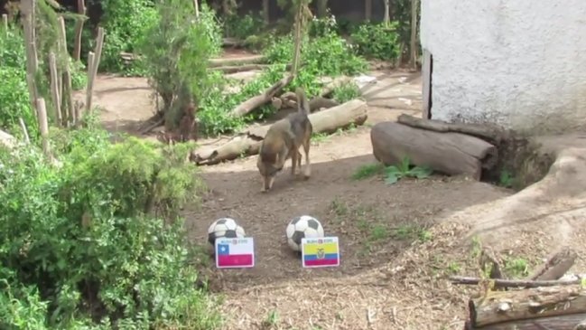 Lobo "Zabivaka" vaticinó un triunfo de la Roja sobre Ecuador