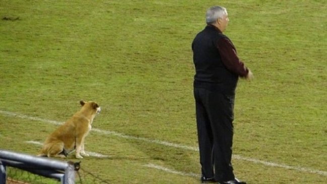 Una perra se luce como "ayudante" de técnico en el fútbol paraguayo