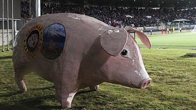 Alejado de las canchas: Reapareció el emblemático "Chancho Lorenzo" en Los Lagos