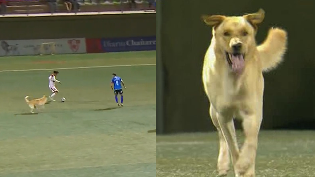 Como un defensa más: Un perro entró a la cancha en plena contra de Copiapó ante Huachipato