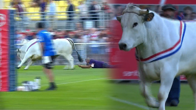 Enorme susto: Un toro invadió la cancha durante partido profesional de rugby en Francia