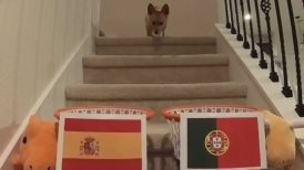 Steph Furry: El perro adivino de la Eurocopa 2024 que hizo recordar al Pulpo Paul